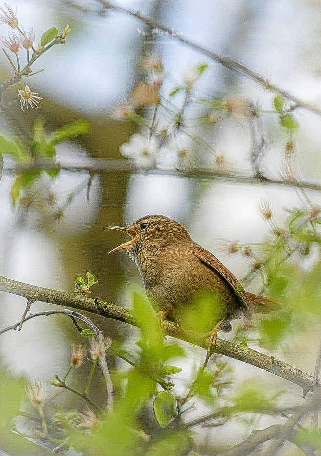 Eurasian Wren